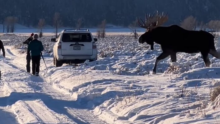 moose photographers